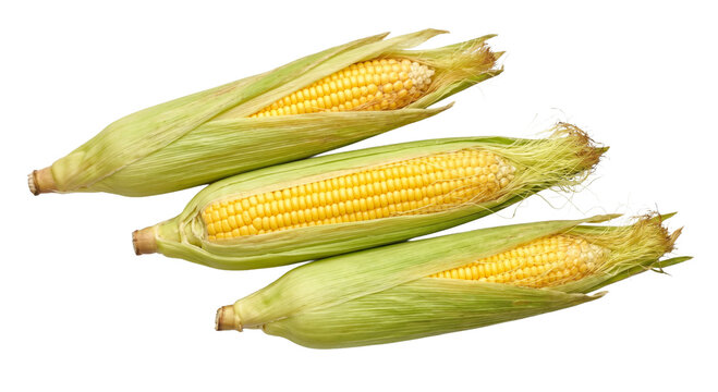 Three fresh ears of corn with green husks and yellow kernels