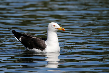 Fototapeta premium Lesser black-backed gull