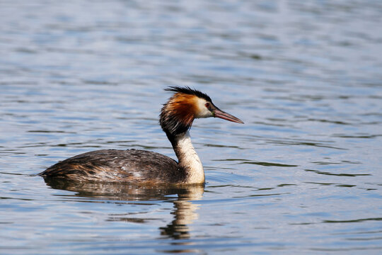 Great crested grebe