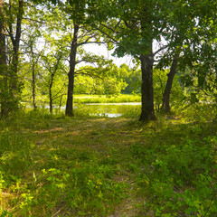A summer forest glade in front of a river or lake © pro2audio