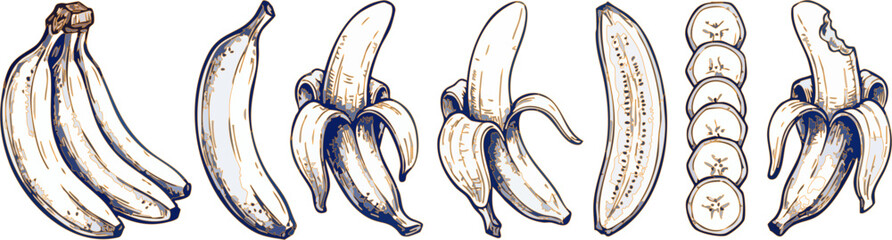 Set of hand drawn sketch bananas with whole peeled and sliced fruit isolated for food design and culinary projects Vector © Mim