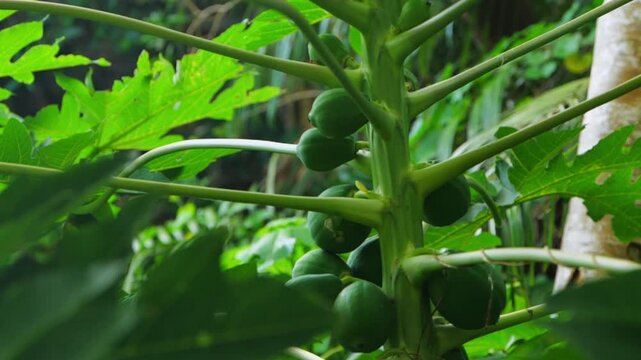 Ripe Papayas Growing on a Tropical Papaya Tree