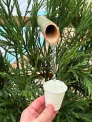 松の木にじょうろで水やりをする女性の手 © 奈保子 石丸