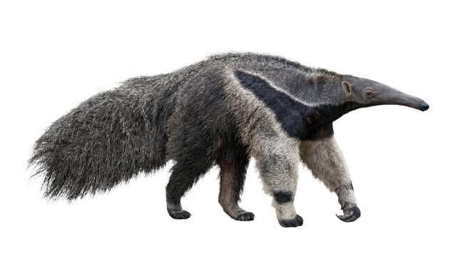 Giant anteater with distinctive black stripe walking on a white background