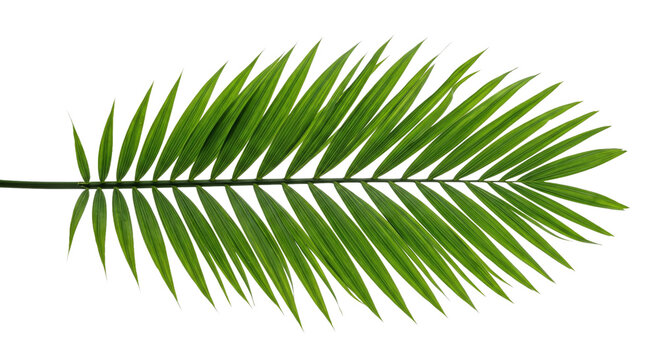 Vibrant green palm frond with delicate veins against a stark black background