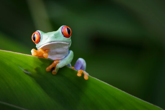 Red-eyed frogs emerge from the gaps in the leaves, Red-eyed tree frog closeup on leaves, Red-eyed tree frog (Agalychnis callidryas) looks over leaf edge