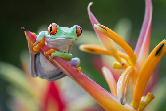 Red-Eyed Tree Frog Perched on Vibrant Heliconia Flower in Tropical Rainforest, Portrait of a Red-Eyed Tree Frog on Exotic Heliconia Flower