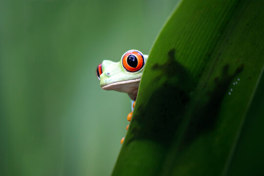 Red-eyed frogs emerge from the gaps in the leaves, Red-eyed tree frog closeup on leaves, Red-eyed tree frog (Agalychnis callidryas) looks over leaf edge