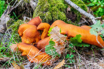 mushrooms in the forest © Stanislav