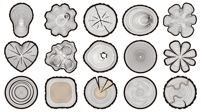 Wood cross section set with 15 vector tree ring icons, rustic timber trunk slices, organic wood grain textures for carpentry and forestry branding