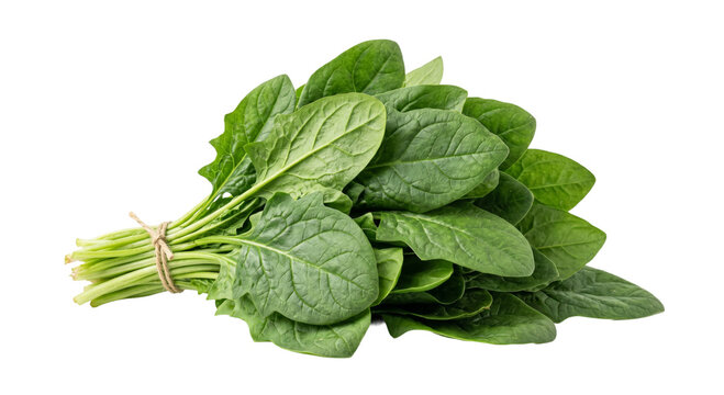 Fresh bunch of vibrant green spinach leaves tied with twine on a white background