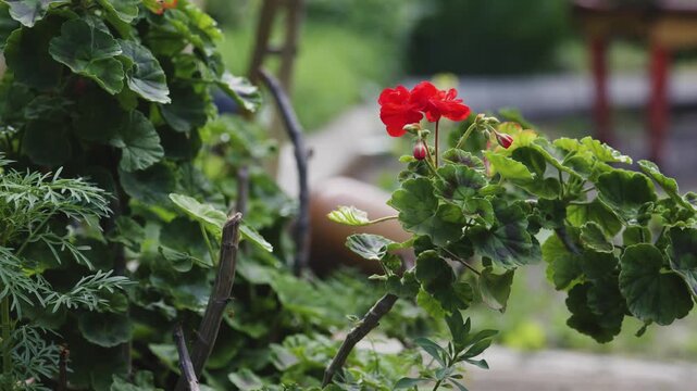 Vibrant red geranium flower blooming in outdoor garden sunlight.