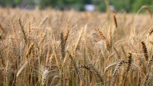 Incredible slow motion of golden Ripe Wheat Field Ready for Harvest in Summer 180fps Captured in Cinematic High Detail Footage