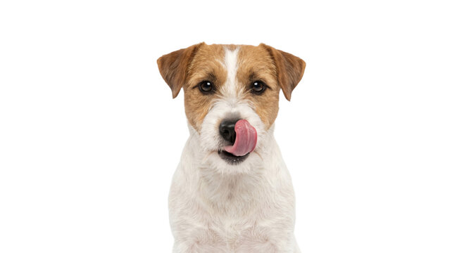 Jack Russell Terrier dog licking its nose with its tongue out
