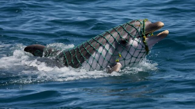 A suffering dolphin is trapped and entangled in a green plastic fishing net while swimming at sea.