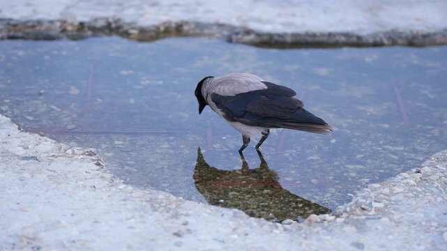 Hooded crow drinking water from a puddle on a concrete surface