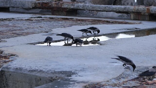 Hooded crows drinking water from a puddle on a concrete pier