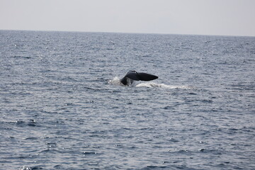 Fototapeta premium Fluke of a sperm whale diving off the coast of Faial, Azores, Portugal 