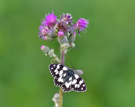 Schachbrettfalter auf Distel 