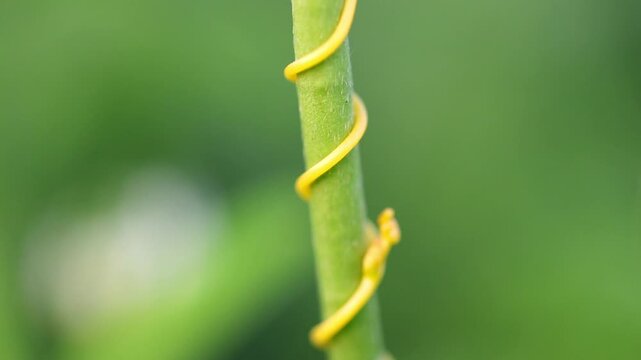 Inspiring visual of macro detail of Cassytha filiformis love vine orangish wiry parasitic plant 180fps Captured in Cinematic High Detail Footage