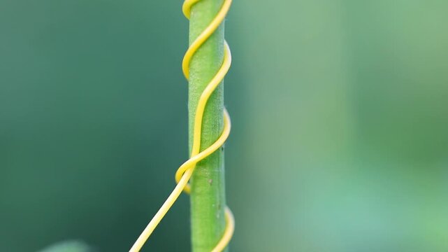 Supreme visual of macro detail of Cassytha filiformis love vine orangish wiry parasitic plant 180fps Captured in Cinematic High Detail Footage