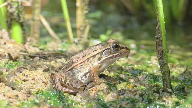 
4K close-up left profile of black-spotted pond frogs with rice paddy bokeh background

 