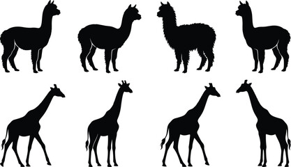 Alpaca, Llama, and Giraffe Silhouette Vector Icon Set for Zoo, Safari, Wildlife Education, African Nature, and Animal Logo Designs. © Sagor