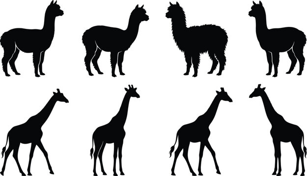 Alpaca, Llama, and Giraffe Silhouette Vector Icon Set for Zoo, Safari, Wildlife Education, African Nature, and Animal Logo Designs.