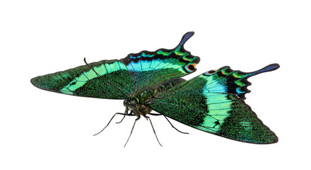 Emerald green butterfly with iridescent wings and blue accents on a white background © Sapphire