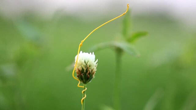 Fabulous natural shot of macro detail of Cassytha filiformis love vine orangish wiry parasitic plant 180fps Captured in Cinematic High Detail Footage