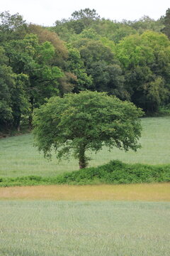 Campagne de Saint-Aignan, pr&egrave;s du lac de Guerl&eacute;dan (Bretagne, Morbihan, France)