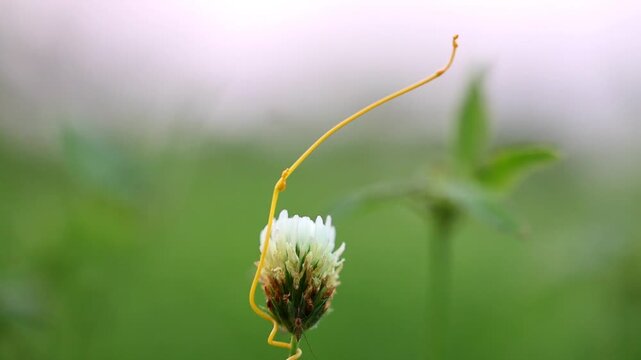 Creative composition of macro detail of Cassytha filiformis love vine orangish wiry parasitic plant 180fps Captured in Cinematic High Detail Footage