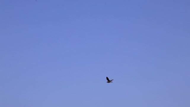 Exceptional framing of red-wattled lapwing (Vanellus indicus) bird Flying High in Clear Blue Sky Freedom Concept 180fps Captured in Cinematic High Detail Footage
