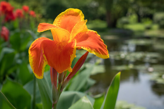 Close up of vibrant orange canna lily flower blooming with yellow edges in garden