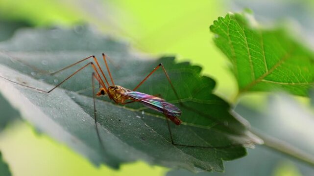 Striking cinematic view of macro Close Up of Crane fly Insect Crawling on Leaf 180fps Captured in Cinematic High Detail Footage