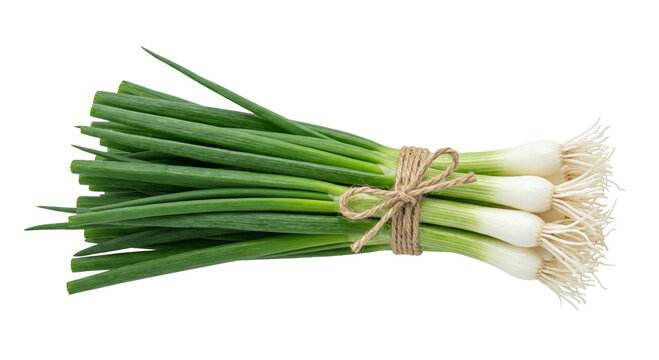 Fresh green onions tied with natural twine, ready for culinary use