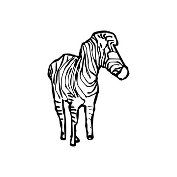 zebra vector illustration