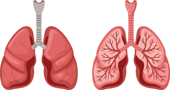 Human lungs anatomy collection, healthy respiratory system with bronchial structure isolated medical vector illustration diagram