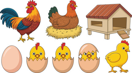 Farm chicken life cycle collection, rooster hen coop eggs hatching chick cartoon vector illustration © Sayed Creative