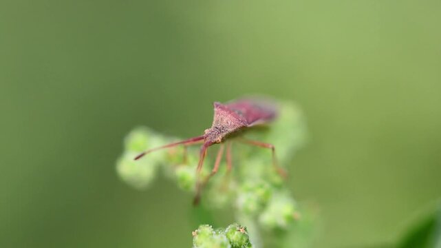 Lush and vivid shot of macro Shot of Brown Stink Bug Shield Bug on Plant 180fps Captured in Cinematic High Detail Footage
