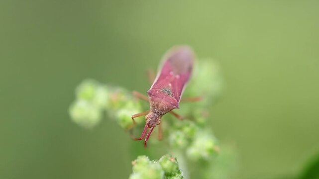 Striking cinematic view of macro Shot of Brown Stink Bug Shield Bug on Plant 180fps Captured in Cinematic High Detail Footage