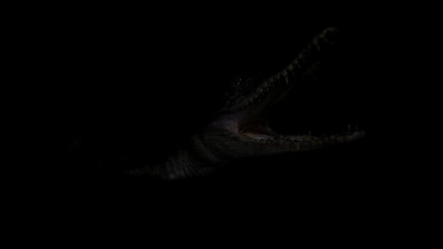 salt water crocodile with a black background