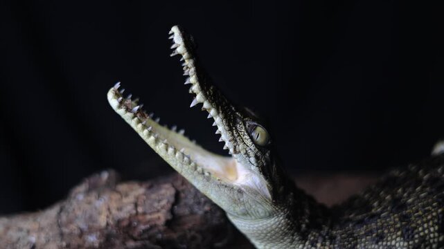 salt water crocodile with a black background