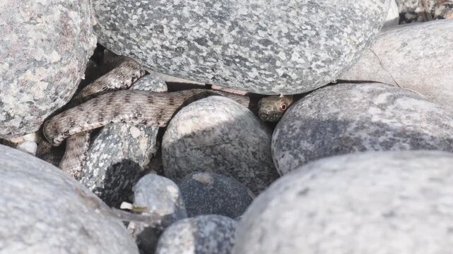 Dice snake, Dice Snake among the pebbles of the river, Natrix tassellata, snake, snake in moving among the pebbles of the river, Ticino River Provincial Park, Magenta, Italy