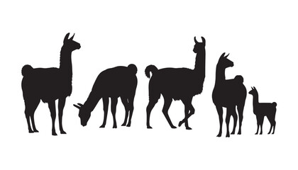 black and white silhouette set of llama very high quality vector illustration. © dinesh