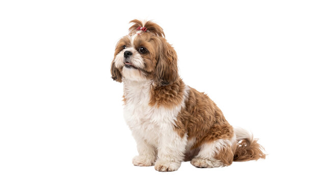 Adorable Shih Tzu dog with a red bow sitting patiently on a white background