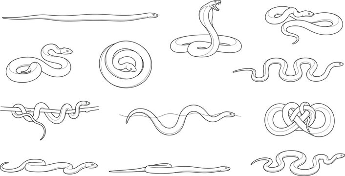 Snake Outline Collection with Coiled Crawling and Curled Reptile Line Art Vector Set