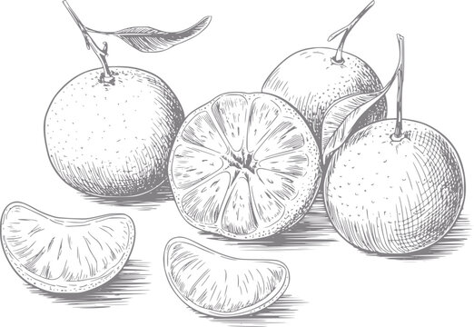 Dibujo a mano de mandarinas frescas enteras y en rodajas con hojas sobre un fondo blanco