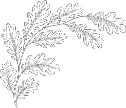 Dibujo a mano de hojas de roble dispuestas en una composici&oacute;n decorativa de rama bot&aacute;nica