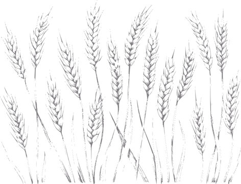 Dibujo a mano de tallos de trigo aislados sobre un fondo blanco para comida org&aacute;nica y agricultura